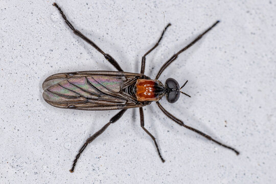 Adult Male Lovebug Insect