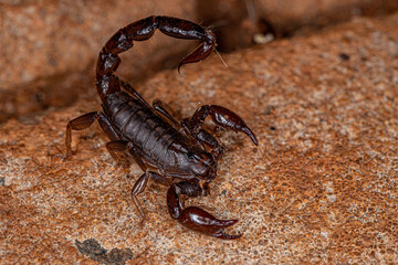 Adult Black Scorpion