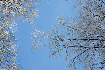 Blue sky seen between snow-covered tree branches at the top.