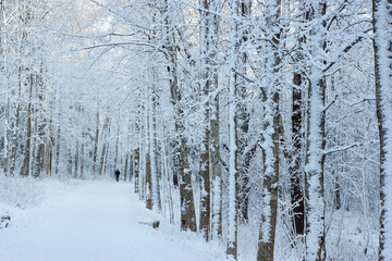 Snow-covered white path among trees, winter landscape