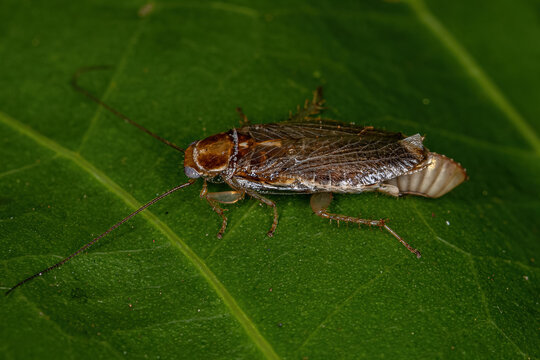 Adult Female Wood Cockroach