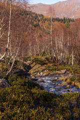 Mountain river Malaya Dukka. Arkhyz. The Caucasus Mountains. Russia.