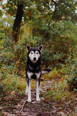  Shepherd Malinois on a walk in the summer