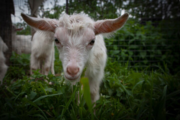 Fototapeta premium Goats from the village of Kozlovka 