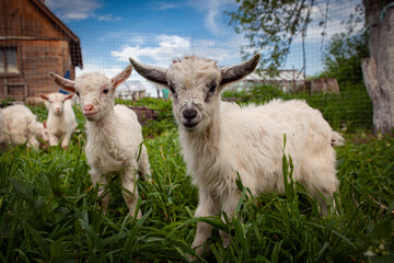Naklejka premium Goats from the village of Kozlovka 