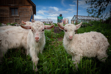 Fototapeta premium Goats from the village of Kozlovka 