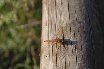 dragonfly - red saber (Latin Sympetrum sanguineum) - a species of Eurasian dragonfly from the dragonfly family (Latin Libellulidae). A mature male is red