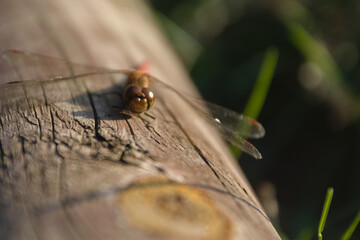 dragonfly - red saber (Latin Sympetrum sanguineum) - a species of Eurasian dragonfly from the dragonfly family (Latin Libellulidae). A mature male is red