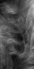 Feather in black and white background, , macro photo. abstract background.