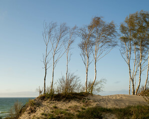 Fototapeta na wymiar Autumn trees on the shore 