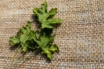 pelargonium leaves.