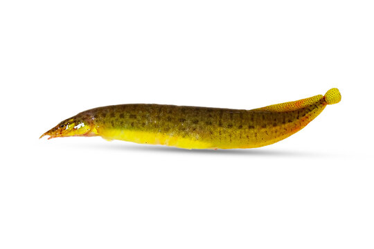 Eel fish isolated on white background.