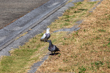 道ばたにたたずむ白いハトと灰色のハト