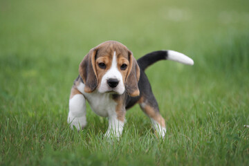 Little beagle puppy in nature