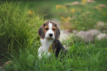 Little cute beagle puppy in the garden