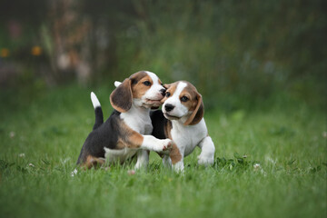 Two little beagle puppies playing in nature - obrazy, fototapety, plakaty
