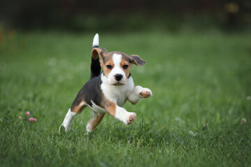 Little funny beagle puppy runs on the grass. Cute beagle puppy