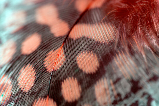 Feather in red color and red points on black, macro photo. abstract background.