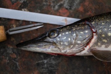 Fresh Northern pike for cleaning