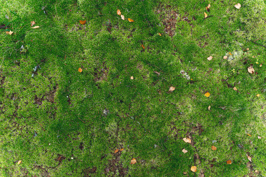 Moss background. Surface of green moss in the forest. Biodiversity and plant forest background.