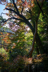 日本の秋・紅葉し始める山間部の風景
