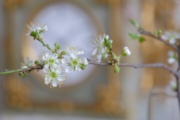 green twig with blossoming flowers. blossoming leaves and flowers against the background of an old clock. spring time concept