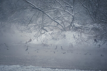 Waterbirds in fog. Many different birds standing and swimming in Neris river in winter. Snow covering the coast. Selective focus on the animals, blurred background.