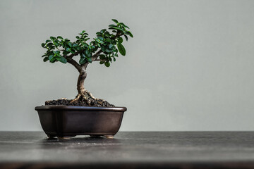 bonsai tree in flowerpot