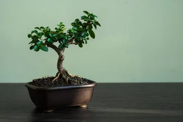 Foto op Plexiglas bonsaiboom in pot © ObowArt