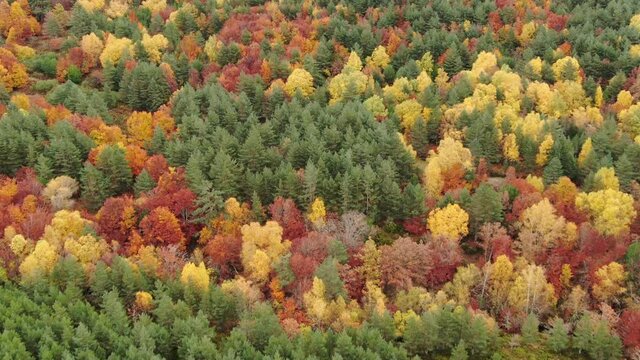 Beautiful mexed forest in autumn. Pinar de Lillo, Le&oacute;n on a cloudy day. Aerial footage