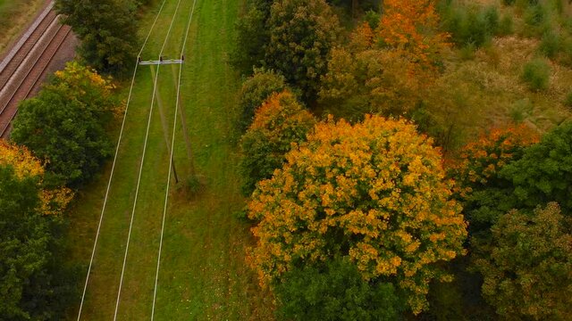 Aerial: floral tree forest with electric line pole and railway track - top down drone rotation shot