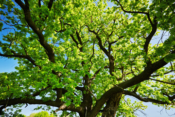 A lonely large oak tree with green leaves