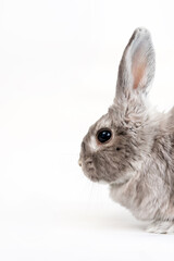 Decorative gray rabbit on a white background. Portrait of the muzzle on the side. Copy space. Vertical orientation. The concept of advertising products for animals