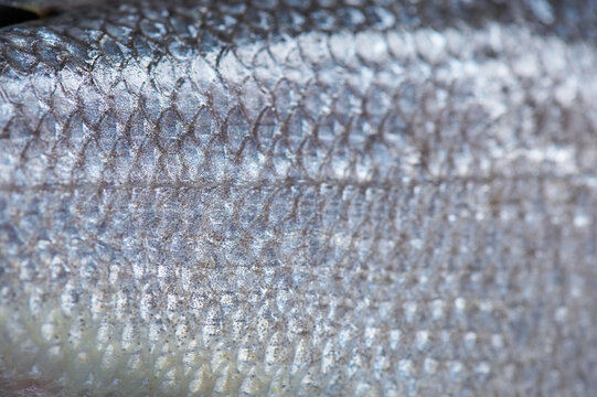 Fish Scales Background. food background, texture of fish scales close-up.