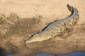 Nilkrokodil / Nile crocodile / Crocodylus niloticus