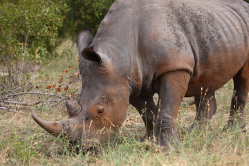 Obraz premium Breitmaulnashorn / Square-lipped rhinoceros / Ceratotherium simum