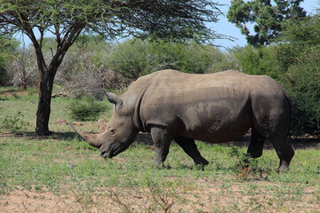 Naklejka premium Breitmaulnashorn / Square-lipped rhinoceros / Ceratotherium simum