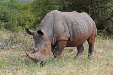 Obraz premium Breitmaulnashorn / Square-lipped rhinoceros / Ceratotherium simum