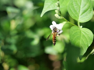 Giant honey bee seeking nectar on white Chinese violet or coromandel or creeping foxglove ( Asystasia gangetica ) blossom in field with natural green background