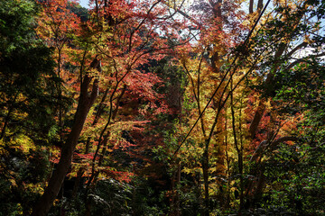 日本の秋・紅葉
