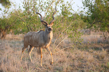 Großer Kudu / Greater kudu / Tragelaphus strepsiceros
