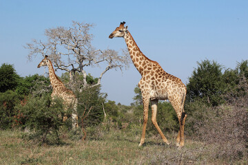 Giraffe / Giraffe / Giraffa camelopardalis