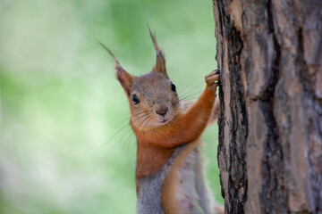 Red squirrel in the park of Moscow