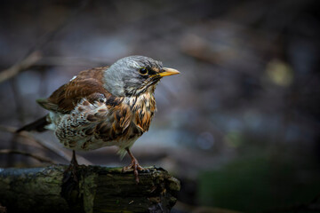 The fieldfare (Turdus pilaris) is a member of the thrush family Turdidae