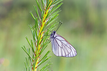 Butterflies Of The Central Part Of Russia. 	Morning awakening. 