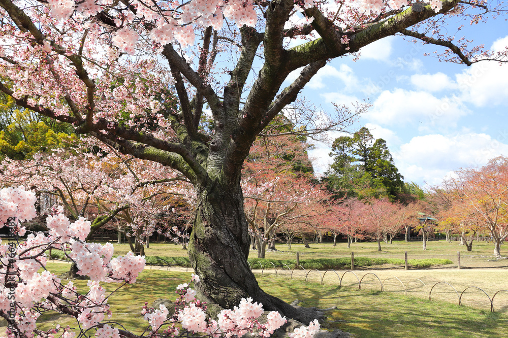 Poster Blooming sakura trees in Koishikawa Korakuen garden, Okayama, Japan