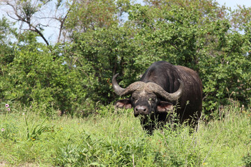 Obraz premium Kaffernbüffel / African buffalo / Syncerus caffer