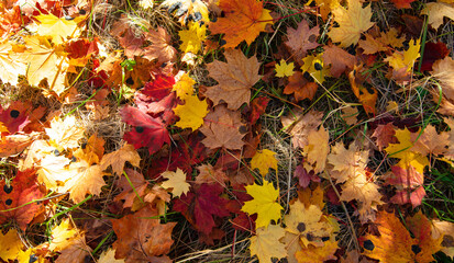 autumn leaves background