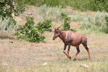 Leierantilope oder Halbmondantilope / Common tsessebe / Damaliscus lunatus