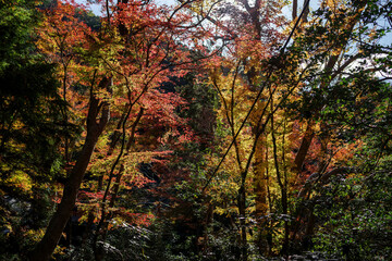 日本の秋・紅葉